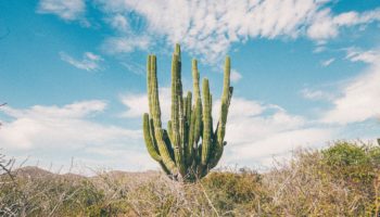 b-c-s-cactus-cloudiness-2450278